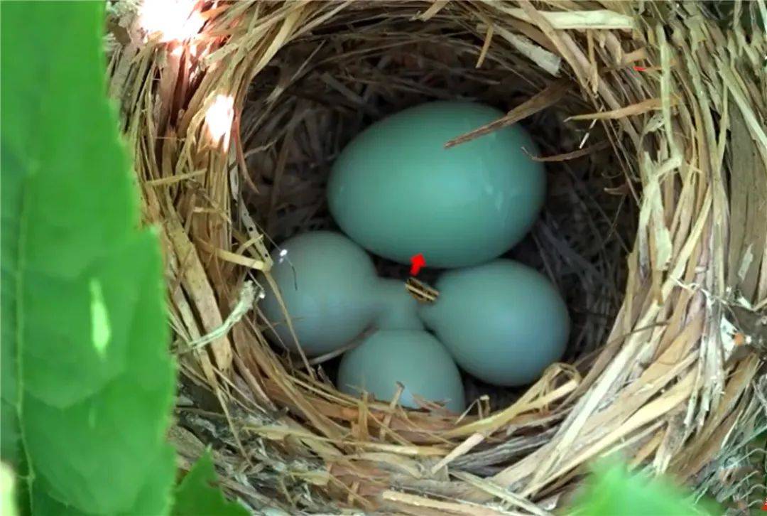 原创湖南崀山出现2只布谷鸟雄鸟引走正在孵蛋的雌伯劳雌鸟飞进产下蛋