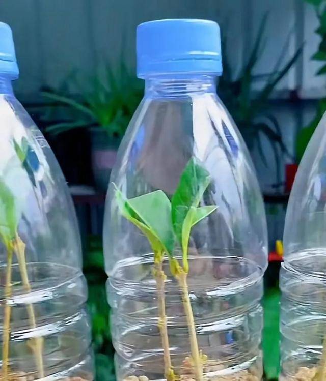 把矿泉水瓶的底部扎几个孔,方便吸水排水,另外,把矿泉水瓶从中间拦腰