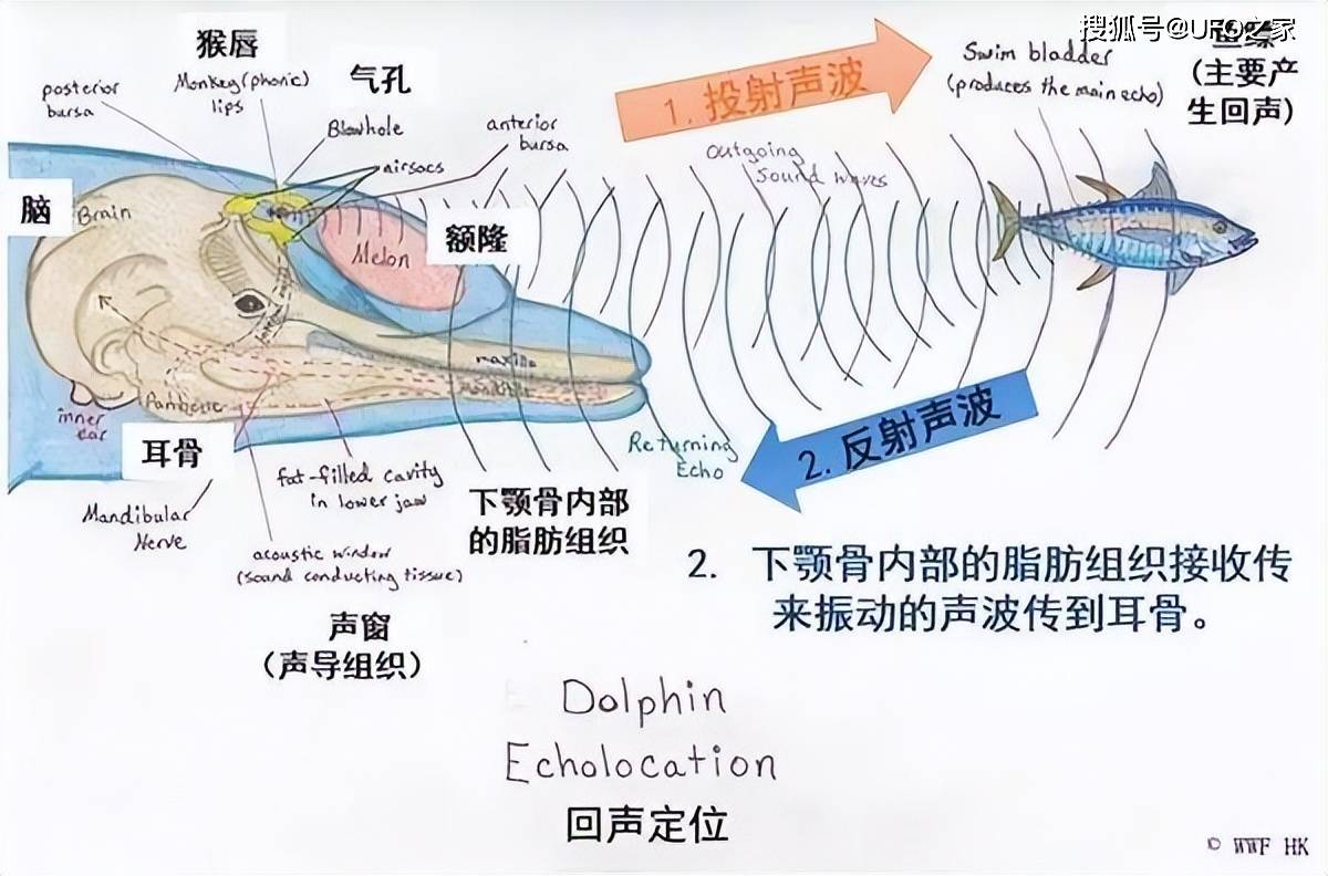 雌海豚生殖解剖图图片
