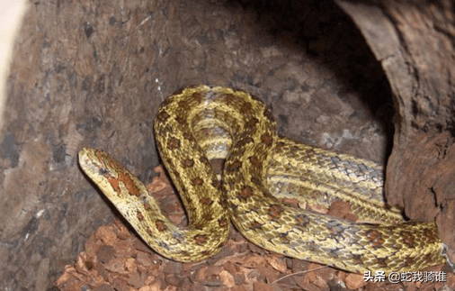 十种农村很常见的蛇遇见了要躲开不要作死对蛇恐惧勿进