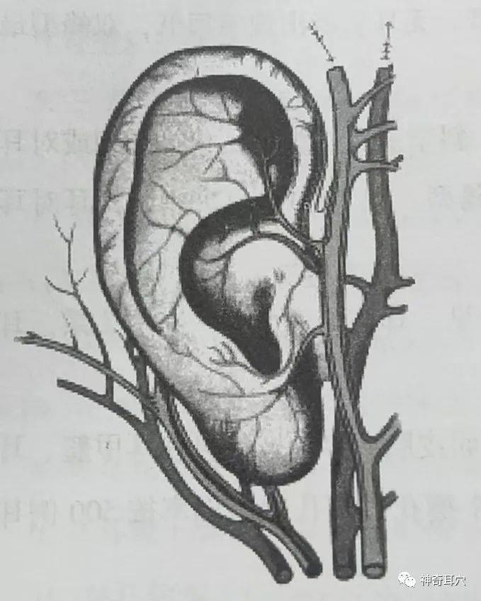 耳前动脉位置示意图图片
