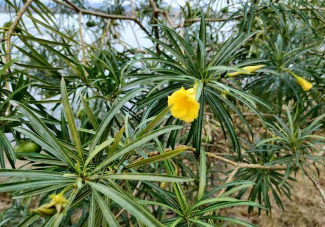 家里养棵酒杯花金黄花海真醉人看着就赏心悦目