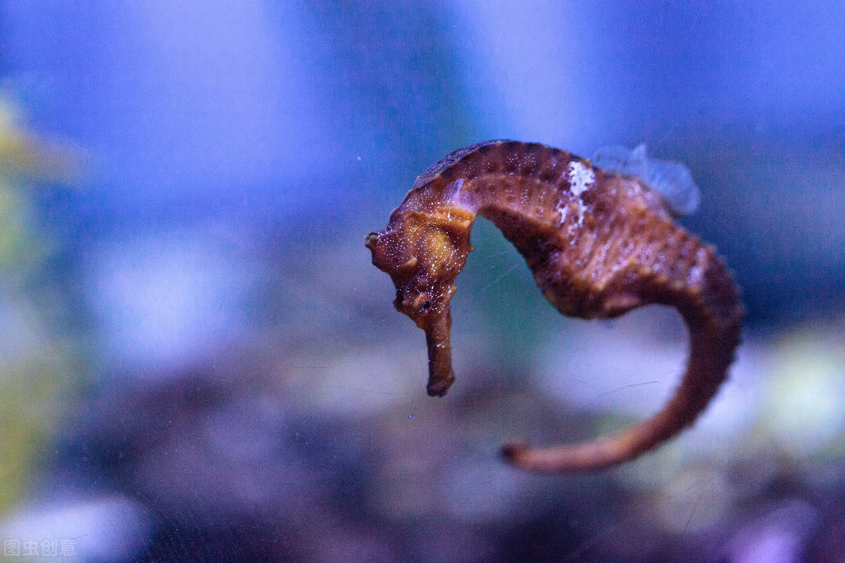 生活在海里的海馬,看看它們是怎樣的繁殖方式_育兒_海龍_海藻