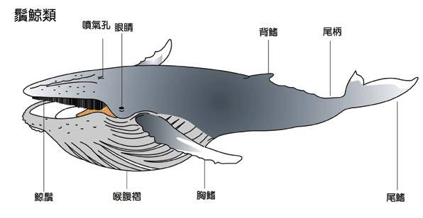 蓝鲸身体部位分解图图片