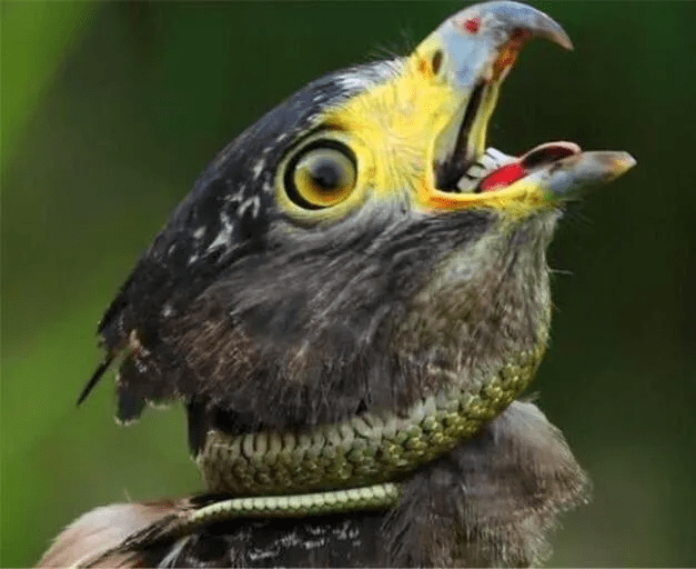 鹰是怎么捕蛇的过程中会不会被蛇咬中毒而亡