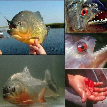 食人鱼长什么样恐怖图片
