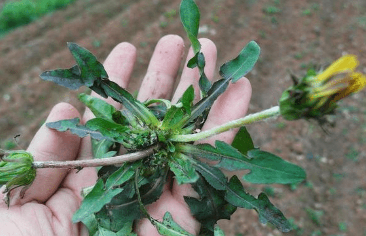 这几类食物是痛风的元凶快拉入黑名单否则痛风很难好