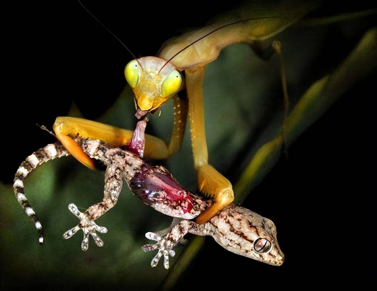 母螳螂在吃自己的"丈夫"时,为什么雄螳螂不反抗也不逃走?