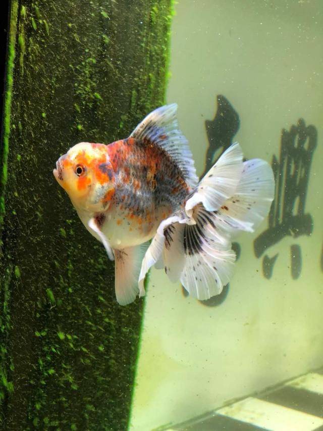 金鱼吃东西后又吐出来是怎么回事 食物 情况 问题