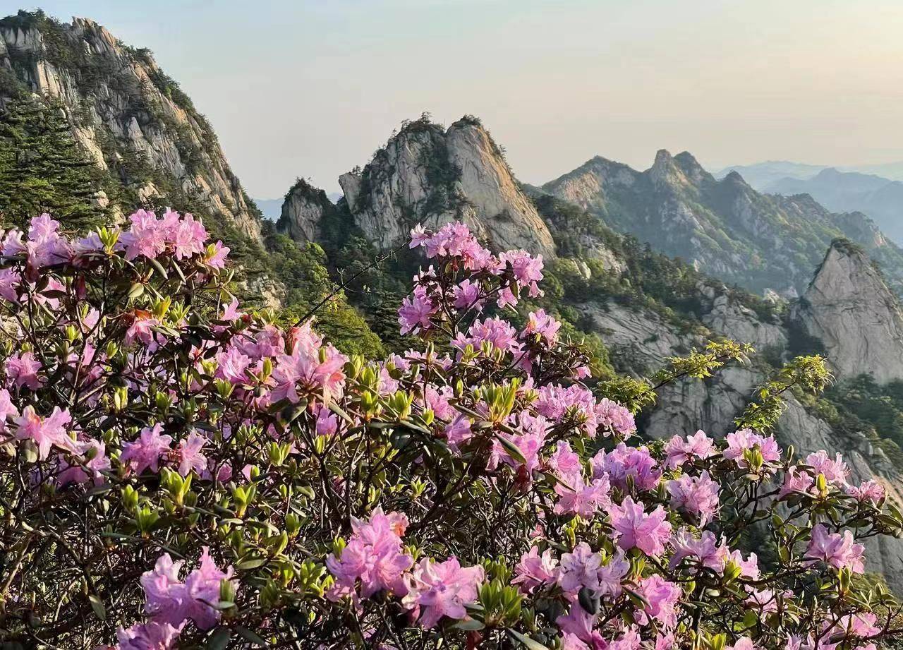 河南尧山海拔1700米的秀雅杜鹃盛开