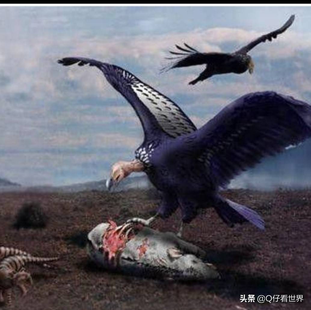 阿根廷巨鹰vs老虎图片