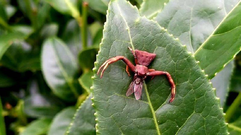 令人细思极恐_控制_螳螂_大脑