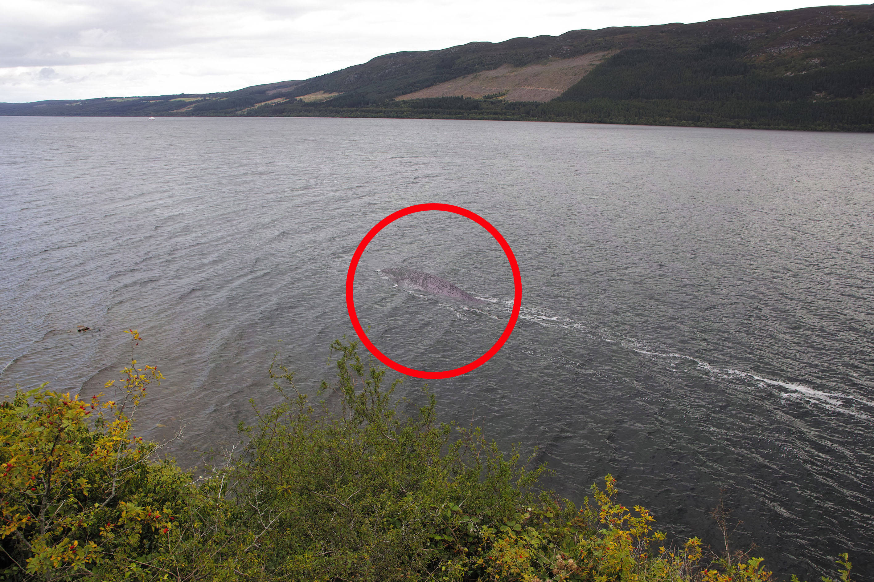 国外游客拍到史上最清晰“尼斯湖水怪”照片，网友：那是大鲶鱼
