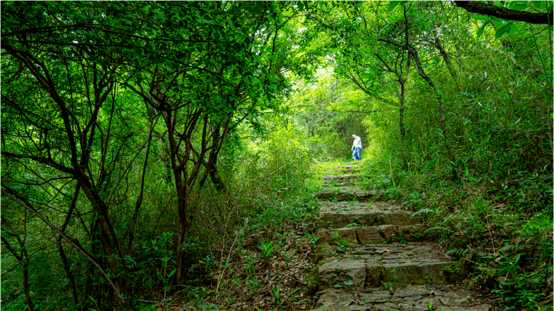在自然的怀抱中尽情挥洒汗水，苏州七子山登山步道5月26日开放！