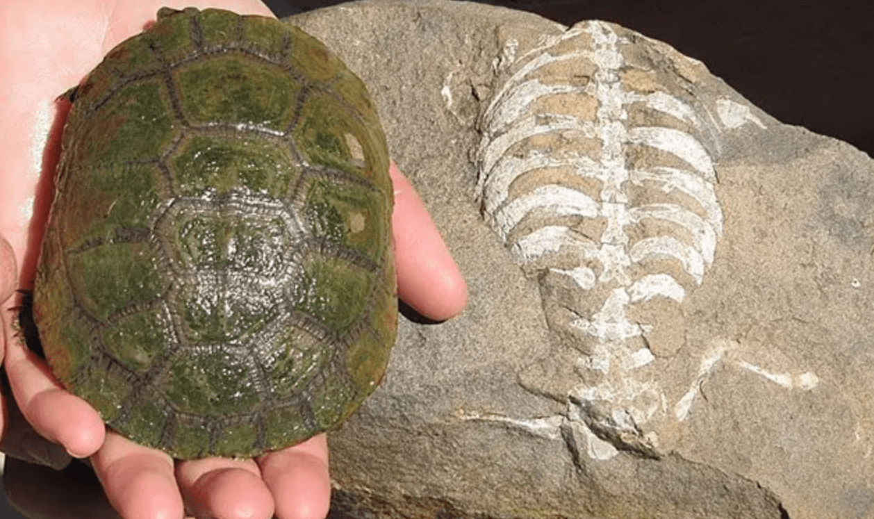 28亿年前,也就是祖龟和半甲齿龟中间的那段时间,神奇的是,它没有龟甲.