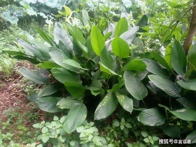 芦苇叶_地区_功效