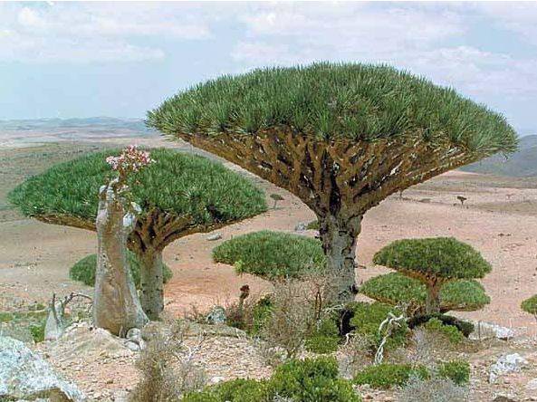 在世界上非常独特的几棵树，一棵树价值一亿元，还能在沙漠中救人