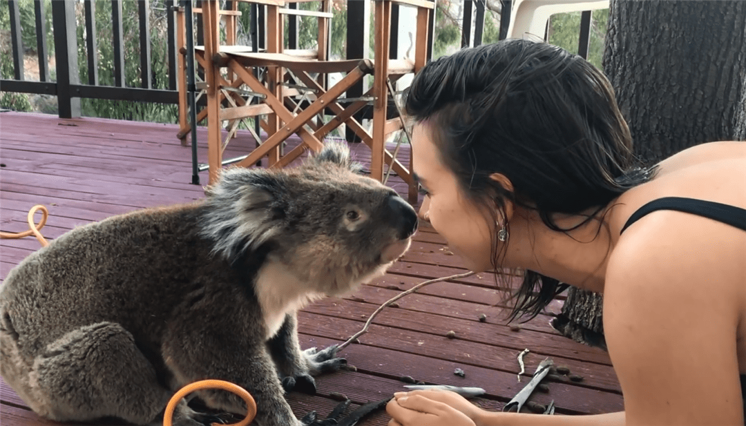 考拉向女子讨水喝还给亲亲当酬劳让人羡慕又担忧