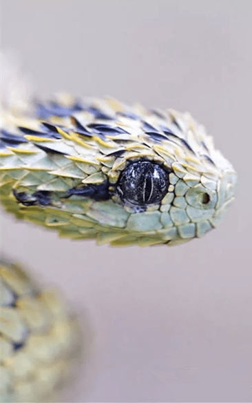 蛇蝎美人 最漂亮的蛇 也有最烈的毒 让生命 心碎 的美 基伍 鳞片 处理