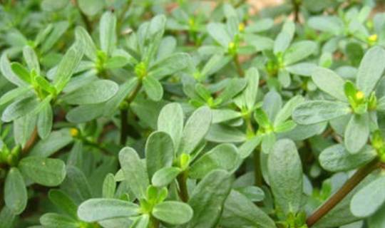 马齿笕加白酒泡一泡,白发变黑发!