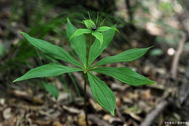 原创山里一种植物1斤300元想买的买不到想卖的卖不掉真的好奇怪