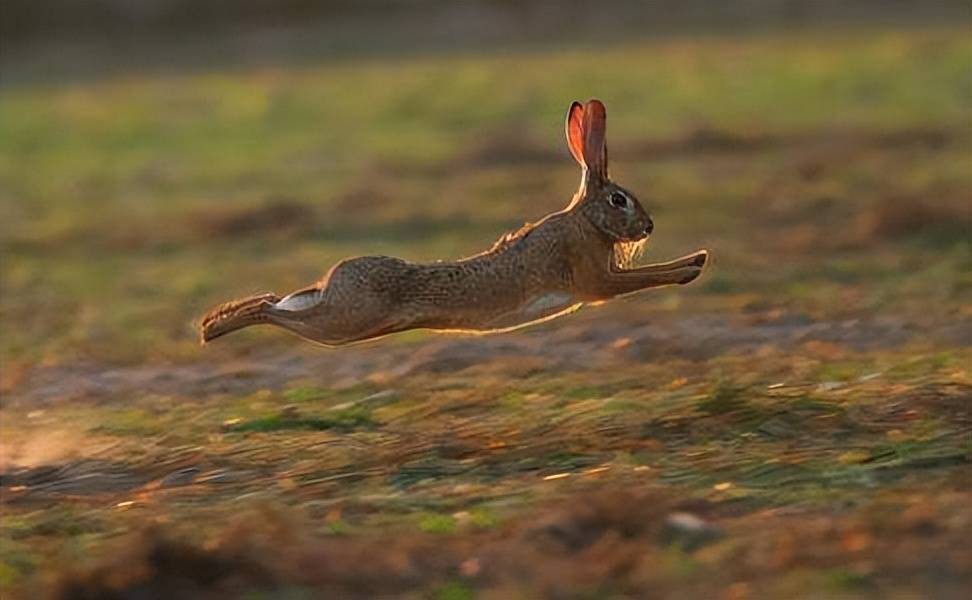 时间_土拨鼠_兔子