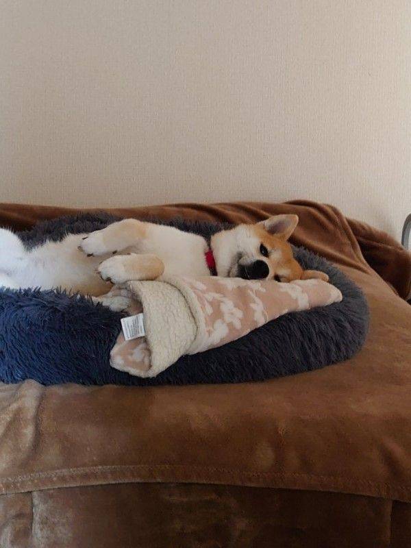 柴犬慵懒躺床仅以眼神送行:记得早点回来哦_床上_次郎_监视器