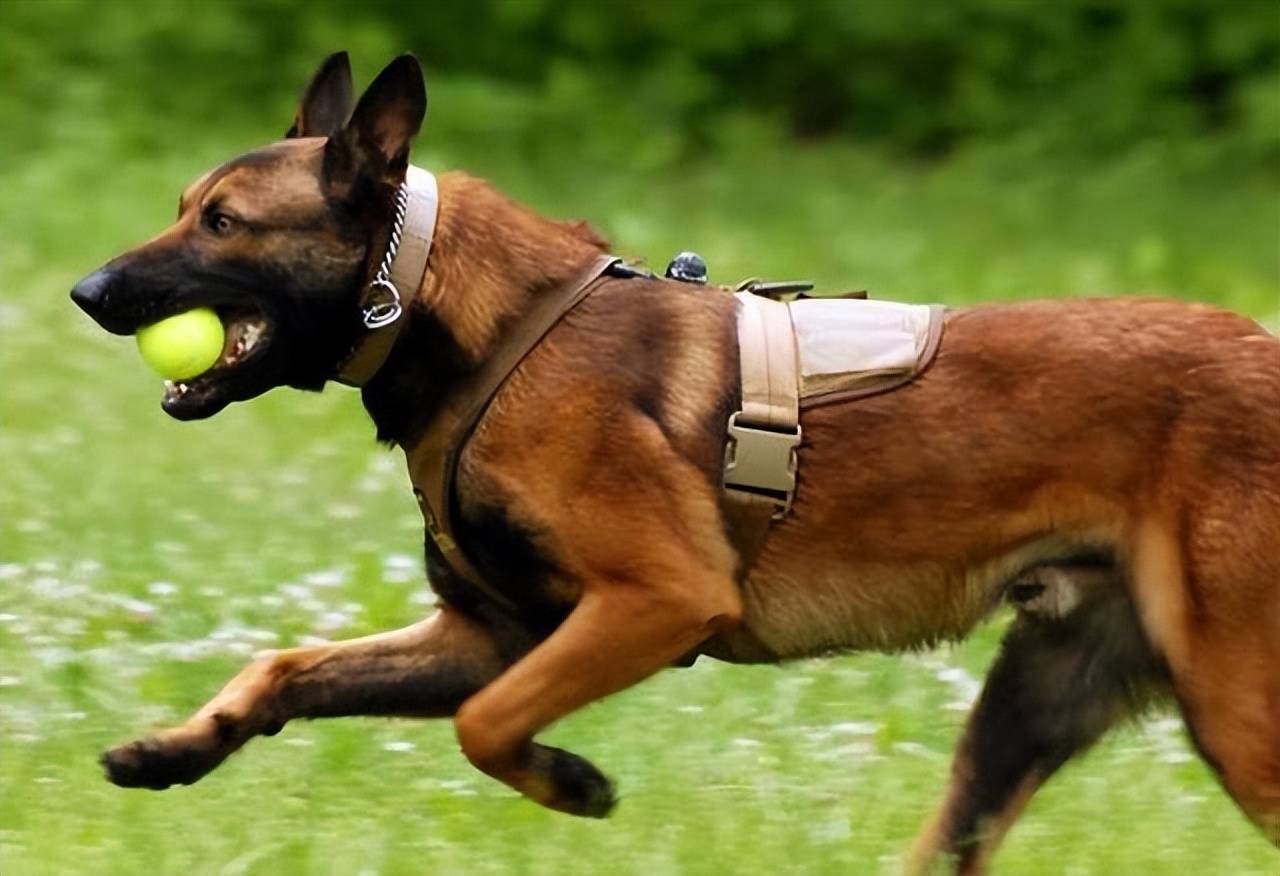 为什么越来越多的人养马犬它到底有什么魅力