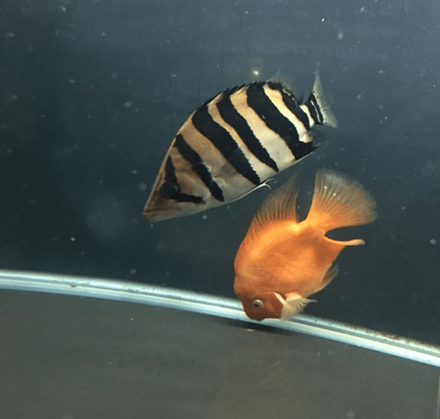 原创枯叶虎鱼能长多大枯叶虎鱼适合的水温