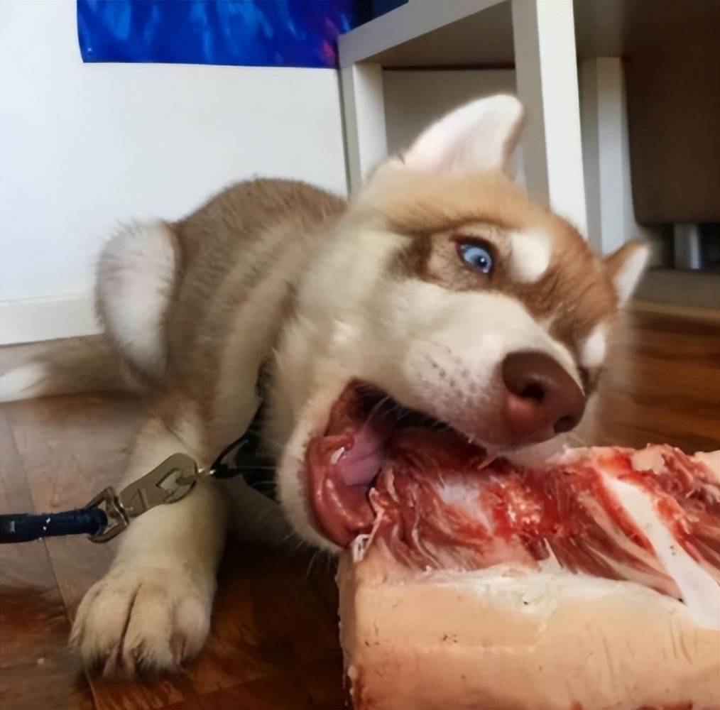 原创狗狗吃肉有多重要即便已经接受狗粮也要偶尔补肉