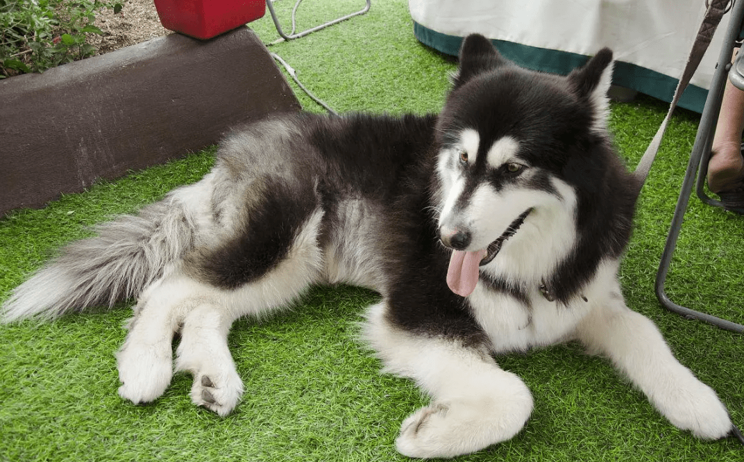 原创为什么越来越多人养阿拉斯加网友养了之后就不想换狗了