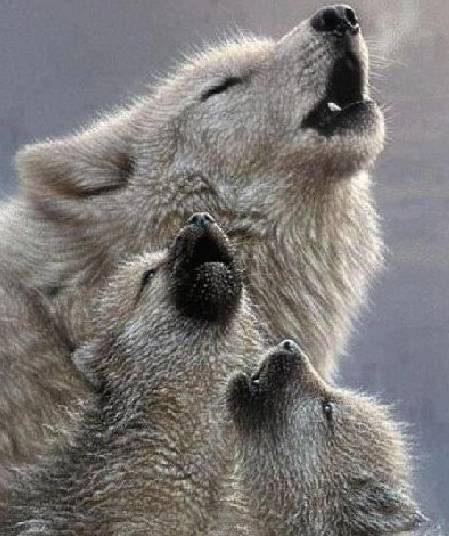 狼嗷呜的表情包图片