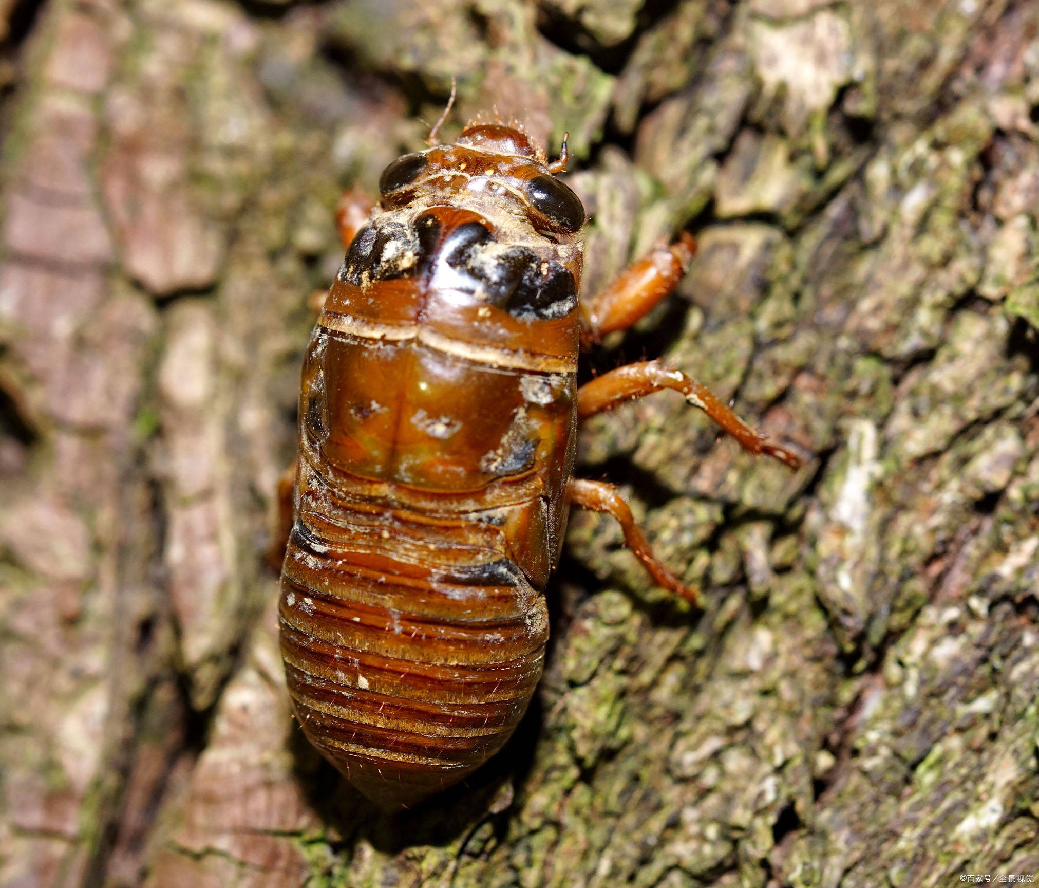 知了猴为什么晚上出来?原来是这样_头部_翅膀_部位