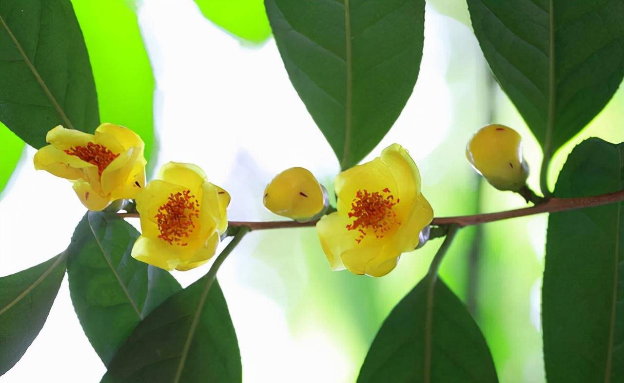 被誉为陆地海参的金茶花营养丰富观赏食用两不误