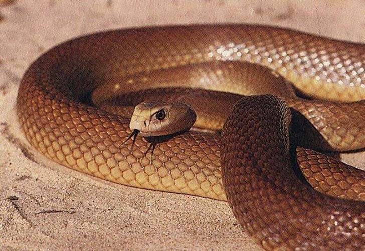 这使其成为世界上最毒的蛇.