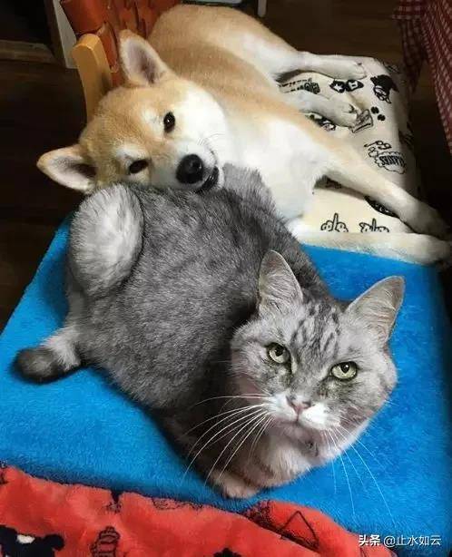 国外一柴犬以为自己是猫 每天和只橘猫混一起后 画风变成了这样 Gaku Tara 时候