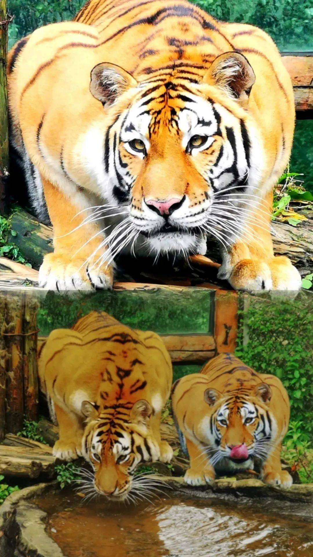 碧峰峡野生动物园_猛兽_孩子_zui