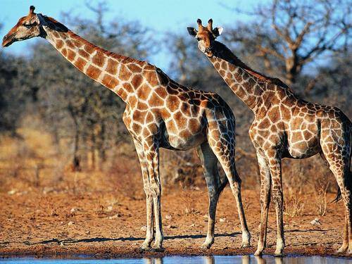 原创
            大脑和心脏的高度差有2米，长颈鹿的心脏是怎么做到给大脑供血的