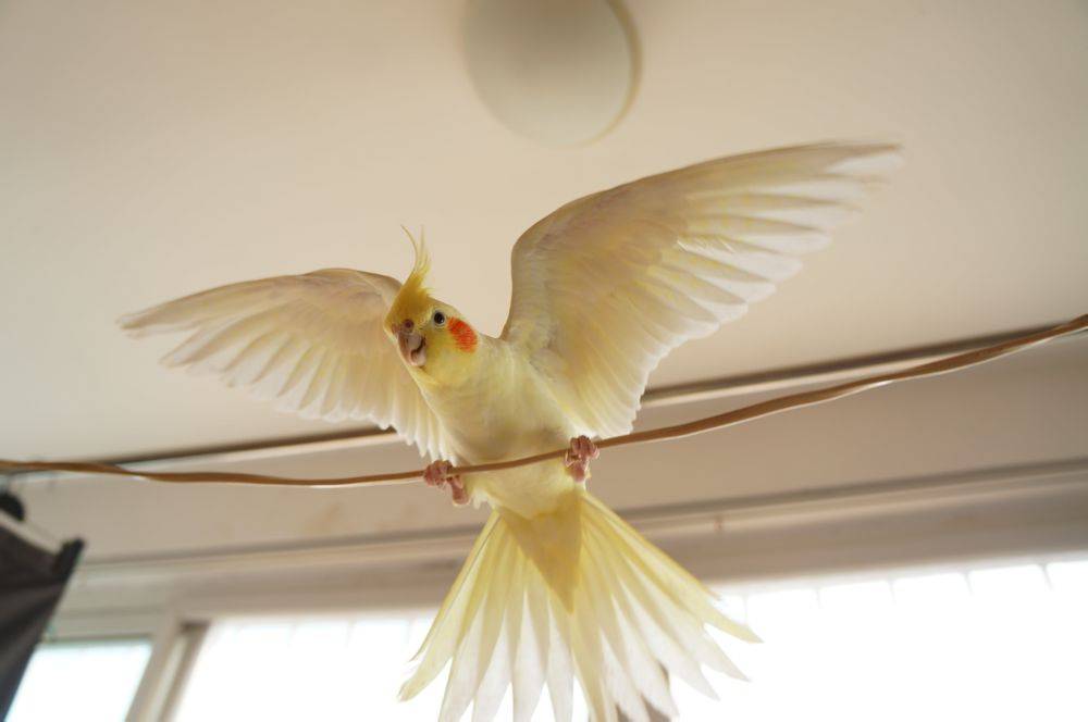 难怪能够"通杀"养宠物的朋友们,这鹦鹉也太漂亮了_玄凤_派特_羽毛