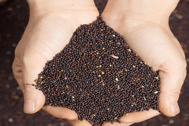 油菜籽无损快检即检即收_检测_品质_收购