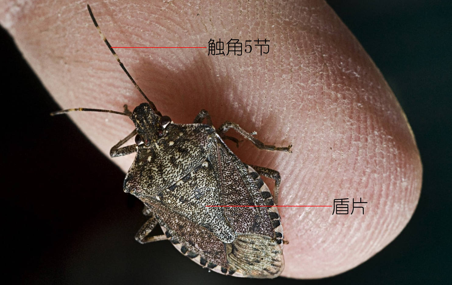 苍天啊同样是蝽为什么你却是吃蝽的蝽