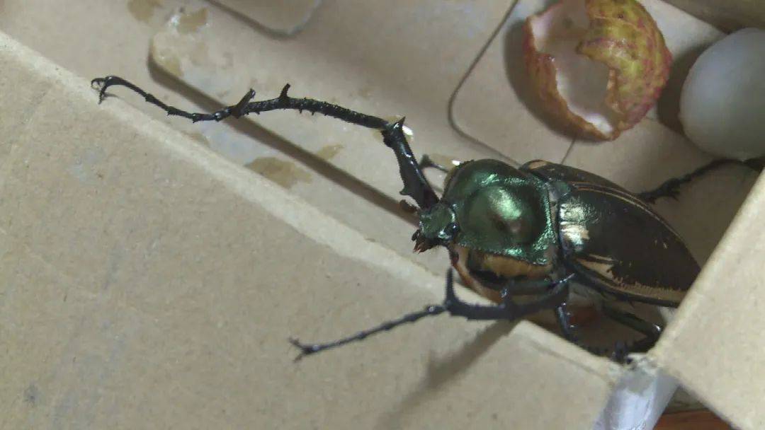 在丽水发现了_金龟_阳彩_保护