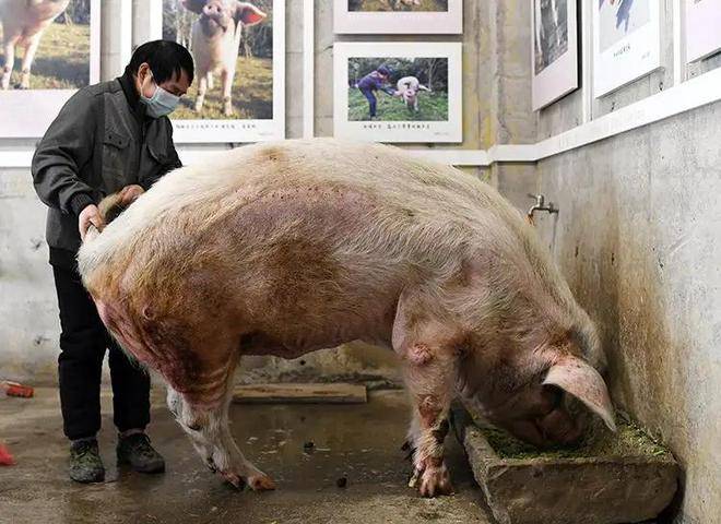 纪念512!汶川地震被埋36天存活下来的“猪坚强”标本首次展出_建川博物馆_废墟_奇迹