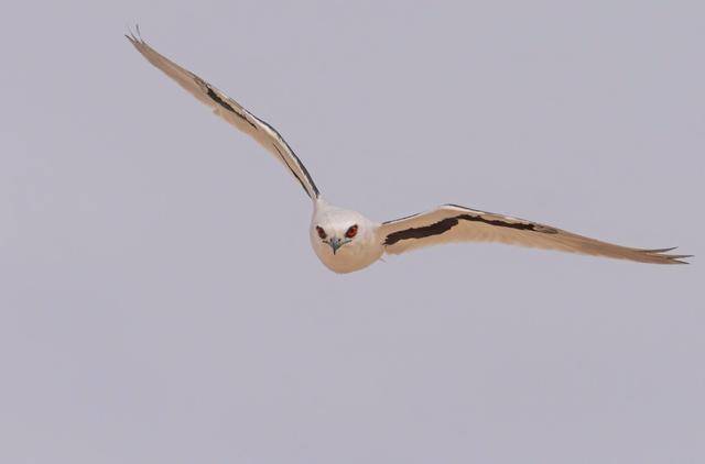 纹翅鸢唯一在夜间捕食的鹰类但新研究发现它们没有夜视能力