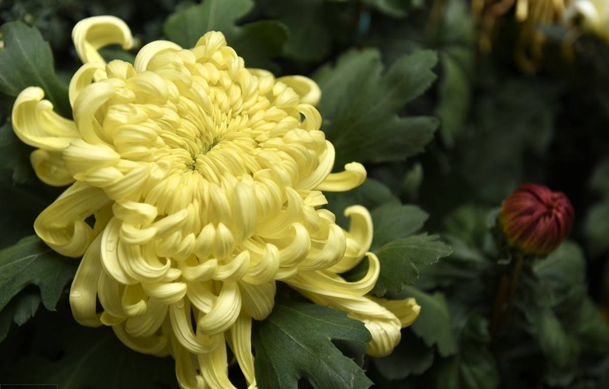 5种夏日盛开的菊花 美化庭院 赏花不断 万寿菊 植物 菊科