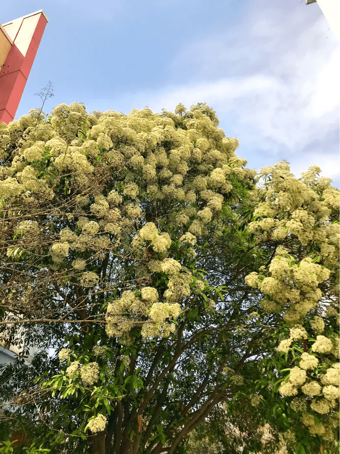 石楠花开，满树的花，高耸入云