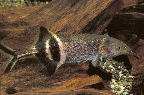 非洲怪异的象鼻鱼,国内冷门没人养,外表憨憨却玩电成瘾_放电_动物_的