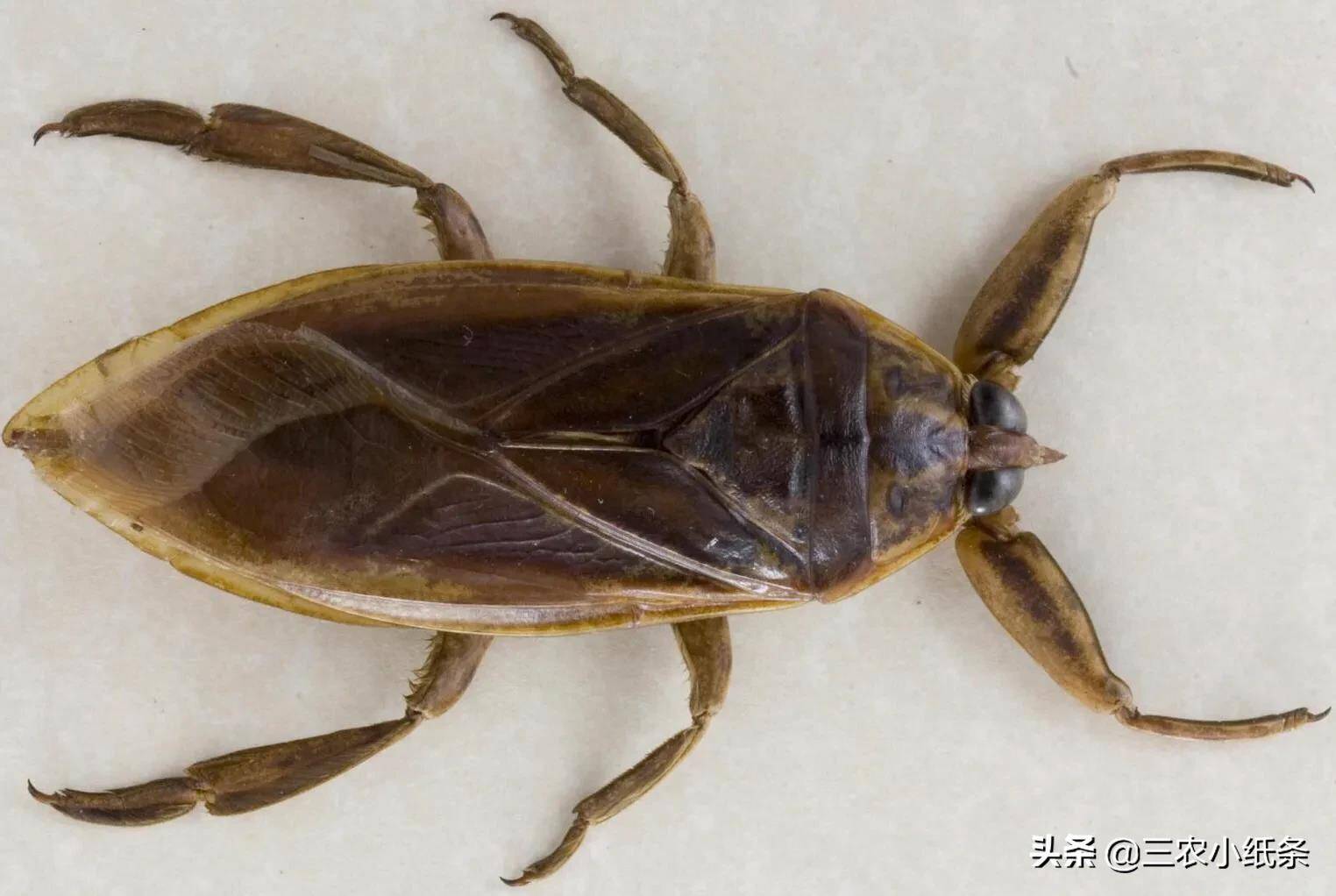 尴尬:农村稻田里的霸主,却沦为人们餐桌上的美食_田鳖_猎物_桂花