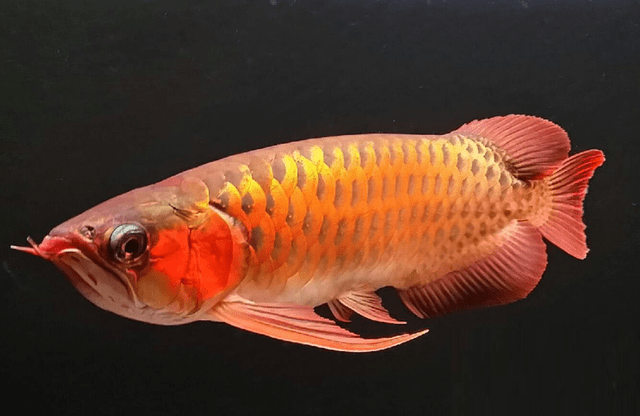 原创龙鱼的寿命龙鱼能长多大