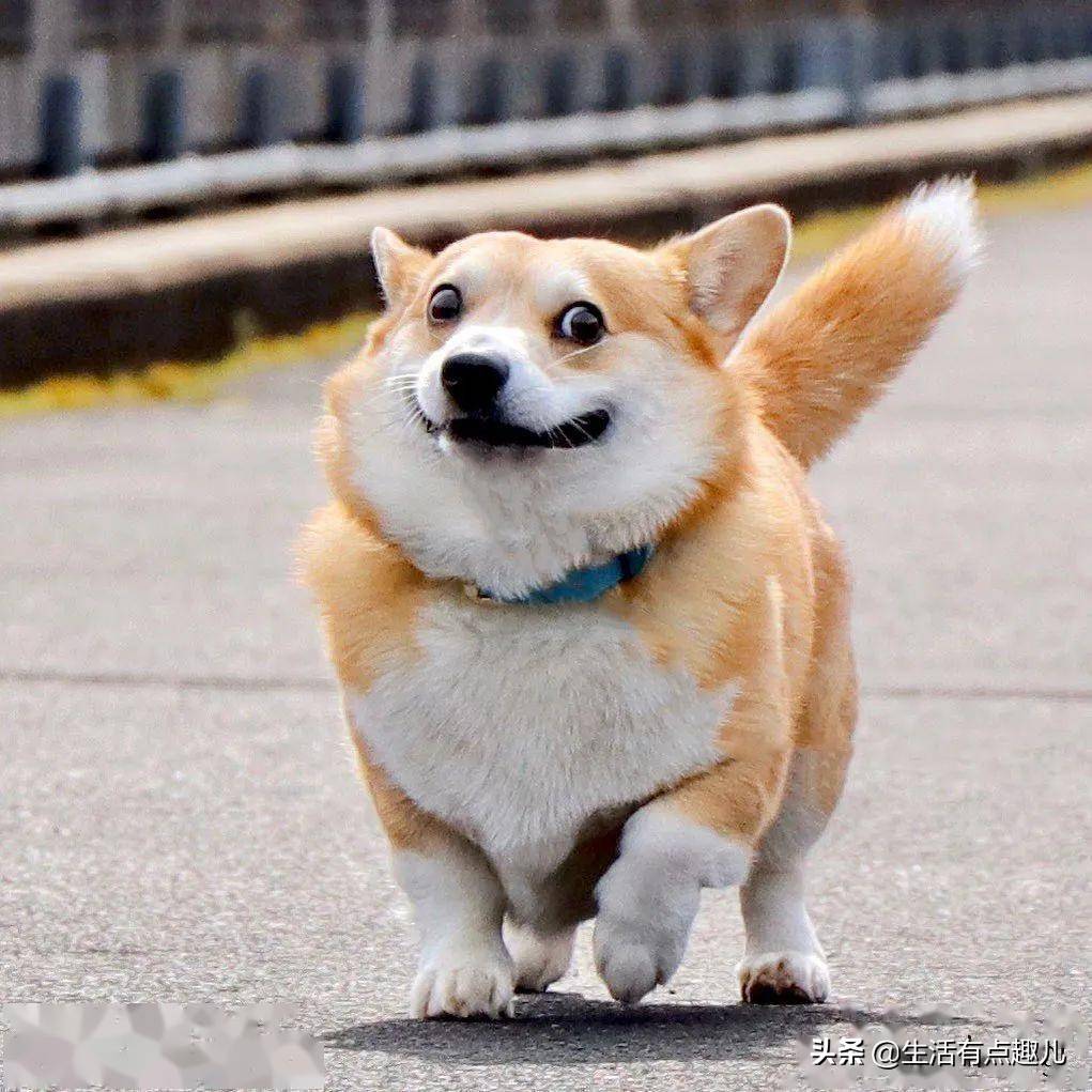 日本这只柯基火了,堪称狗界行走的表情包!收获大票粉丝_gen_开心_意思